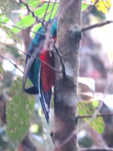 White-tipped Quetzal (Pharomachrus fulgidus)