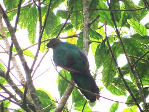 White-tipped Quetzal (Pharomachrus fulgidus), photo 2