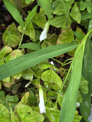false shamrock