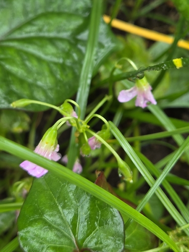 Largeflower pink-sorrel