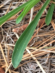 Carphephorus odoratissimus