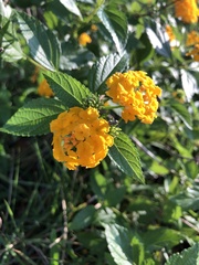 Lantana × hybrida