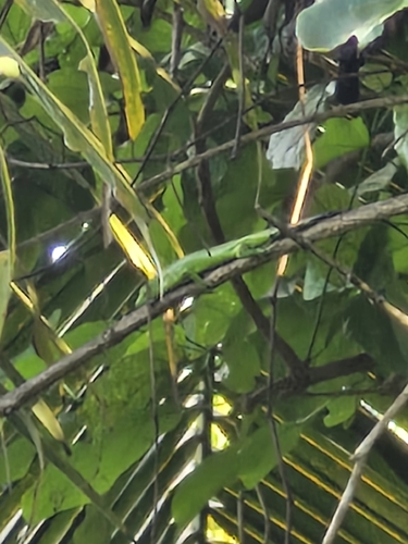 Lamprolepis smaragdina observed 2026-06-28