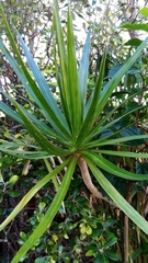 Dracaena reflexa angustifolia
