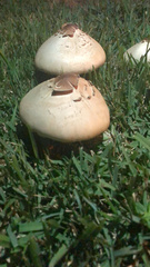 Chlorophyllum molybdites image