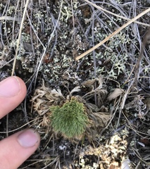 Xanthoparmelia camtschadalis