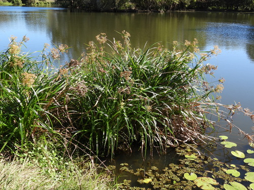 Rhynchospora corymbosa, photograph 5