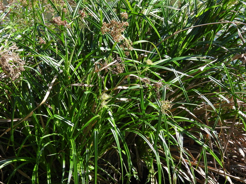 Rhynchospora corymbosa, photograph 6