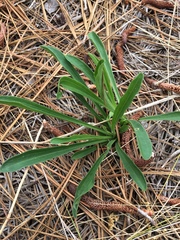 Carphephorus odoratissimus