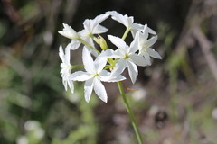 Leucocoryne ixioides, photograph (c) Cesar Ormazabal, some rights reserved (CC BY)