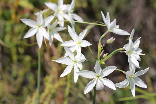 Leucocoryne ixioides, photograph 6