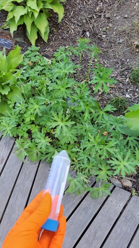 Geranium krameri iNat (3)