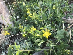 Thermopsis divaricarpa