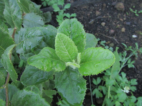 Proustia pyrifolia, photograph 4