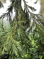 Calocedrus
