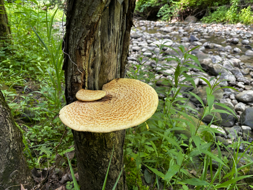 Dryad's Saddle · July 2026 · photo: Photo: (c) Simon Conover, some rights reserved (CC BY) · iNaturalist