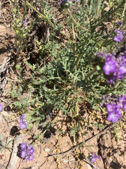 Phacelia popei
