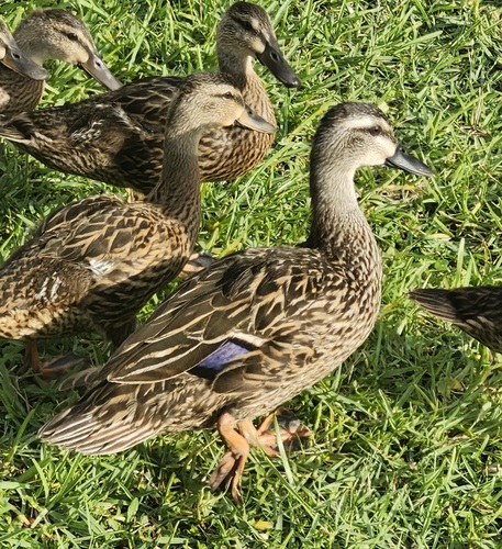 Mallard × Mottled Duck