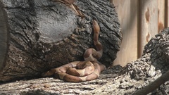 Agkistrodon laticinctus