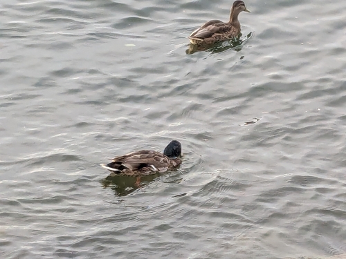 Mallard
