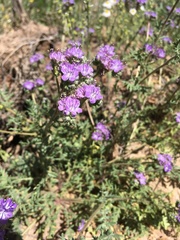 Phacelia popei