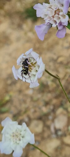 Clytus rhamni
