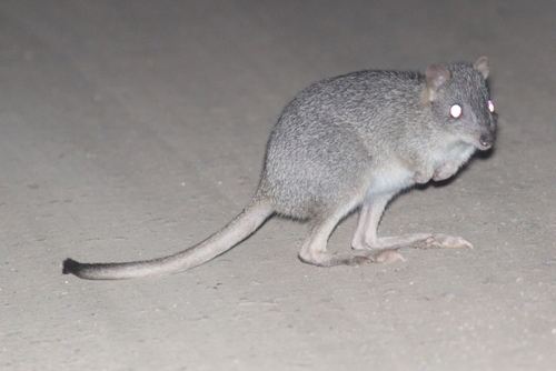 Northern Bettong
