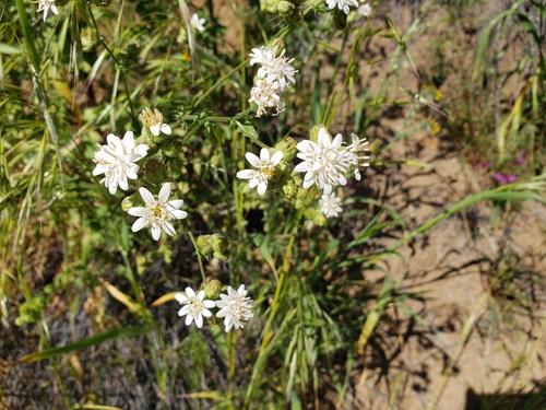 Moscharia pinnatifida, photograph 5