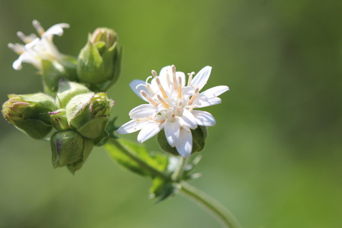 Moscharia pinnatifida, photograph 6