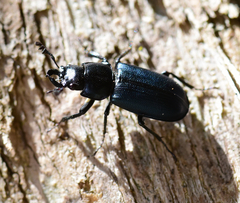 Platycerus oregonensis