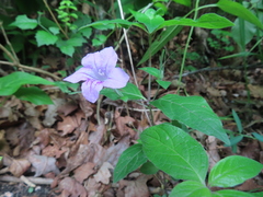 Ruellia pedunculata, photograph (c) Ken Clark, some rights reserved (CC BY)