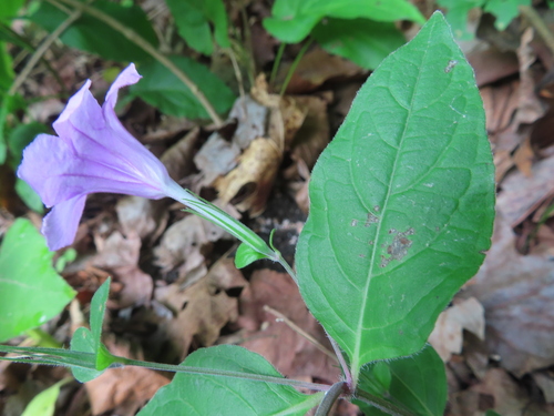 Ruellia pedunculata, photograph 3