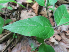 Ruellia pedunculata, photograph (c) Ken Clark, some rights reserved (CC BY)