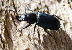 Platycerus oregonensis