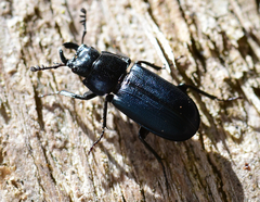 Platycerus oregonensis