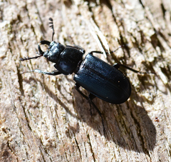 Platycerus oregonensis