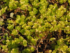 Lysimachia nummularia