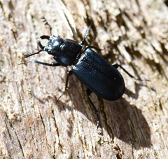 Platycerus oregonensis