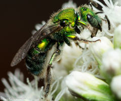 Halictinae