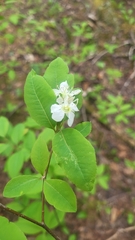 Amelanchier bartramiana, photograph author not stated, no rights reserved