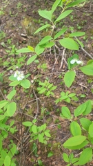 Amelanchier bartramiana, photograph author not stated, no rights reserved