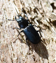 Platycerus oregonensis
