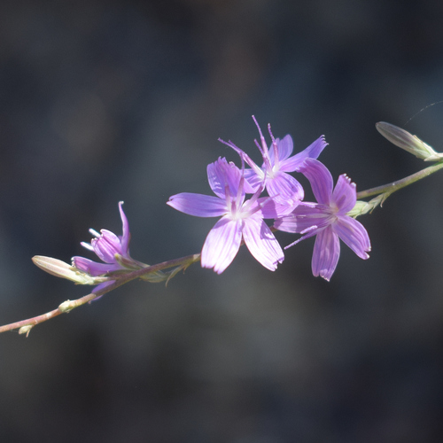 Stephanomeria virgata, photograph 6