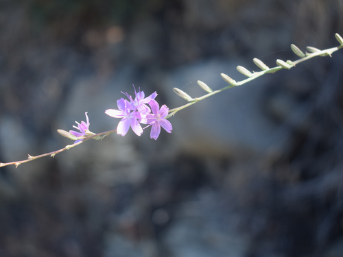 Stephanomeria virgata, photograph 5