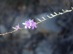 Stephanomeria virgata, photograph author not stated, no rights reserved
