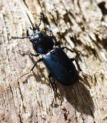 Platycerus oregonensis