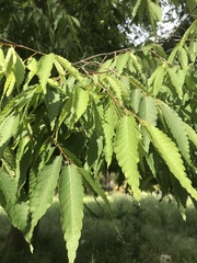 Zelkova