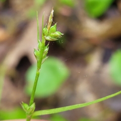 Carex communis