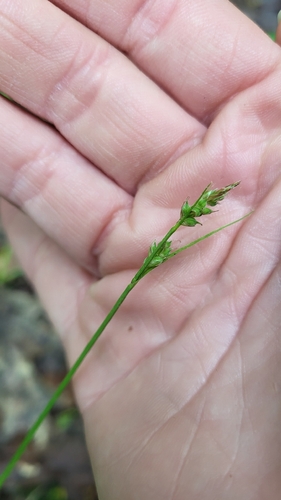 Carex communis, photograph 1