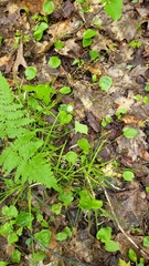 Carex communis, photograph author not stated, no rights reserved
